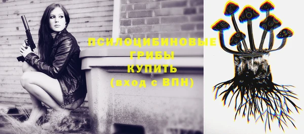 прущие грибы Аркадак